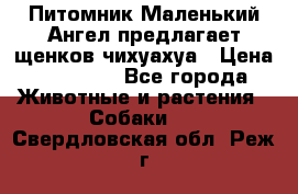 Питомник Маленький Ангел предлагает щенков чихуахуа › Цена ­ 10 000 - Все города Животные и растения » Собаки   . Свердловская обл.,Реж г.